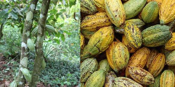 Ghana_cocoa_Wilma