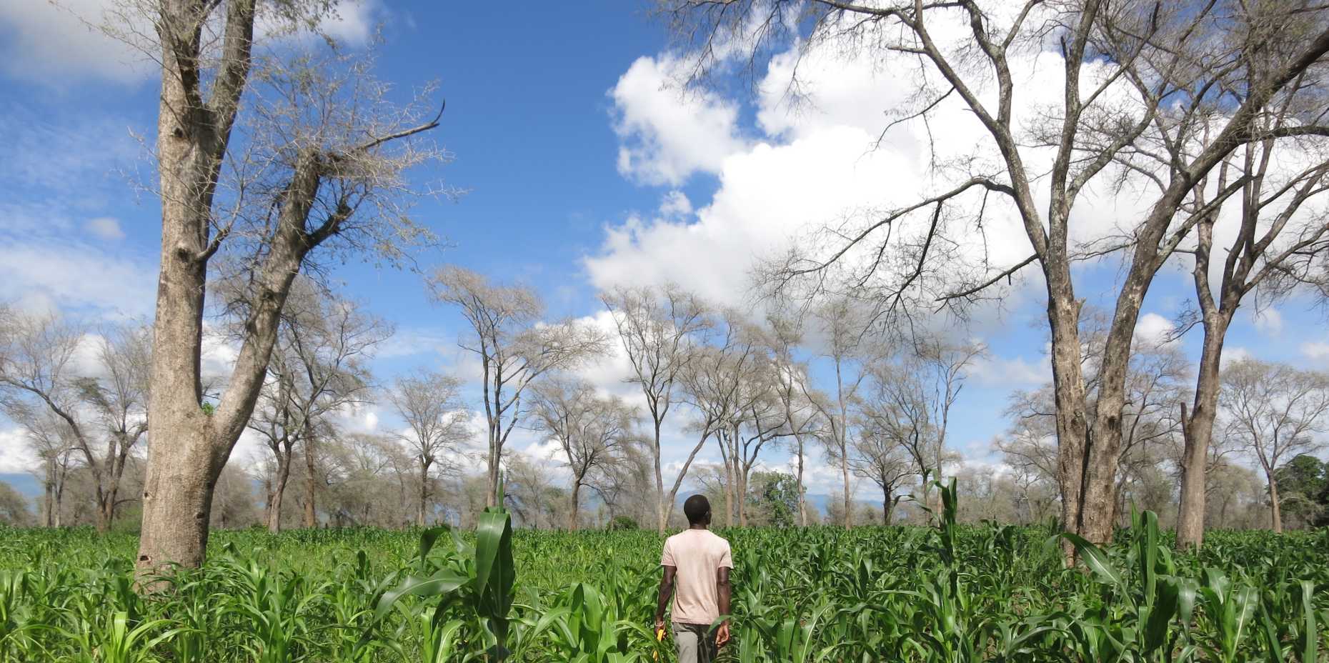 Maize fields in central Malawi (Image: Janina Dierks)